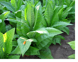 Catterton Tobacco Plant